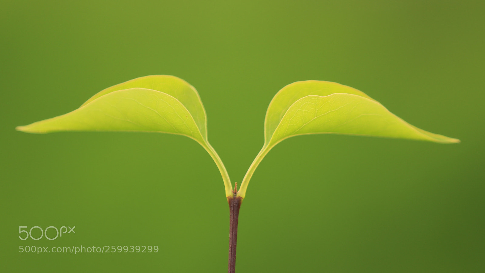 Canon EOS 5D Mark IV sample photo. Twins photography