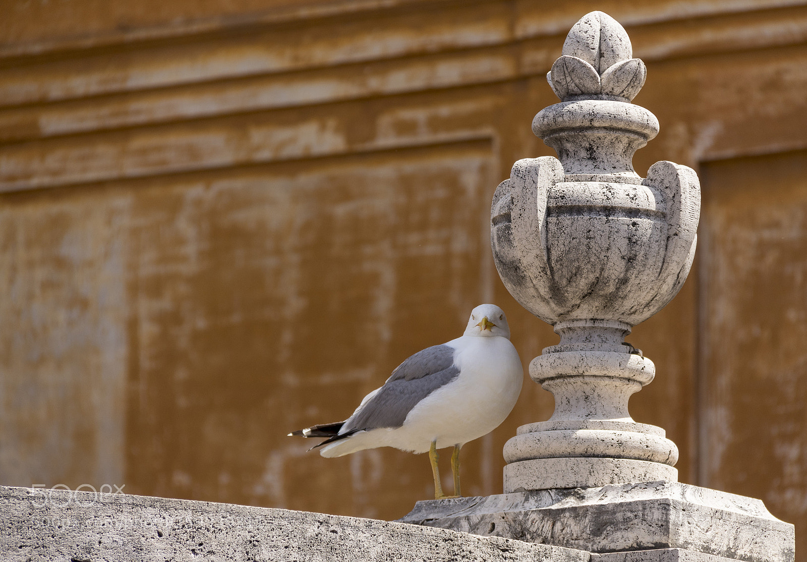 Canon EOS 1300D (EOS Rebel T6 / EOS Kiss X80) sample photo. Seagull photography