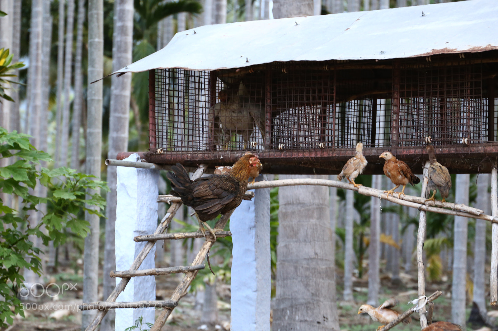 Canon EF 24-105mm F3.5-5.6 IS STM sample photo. Hen guides chicks photography