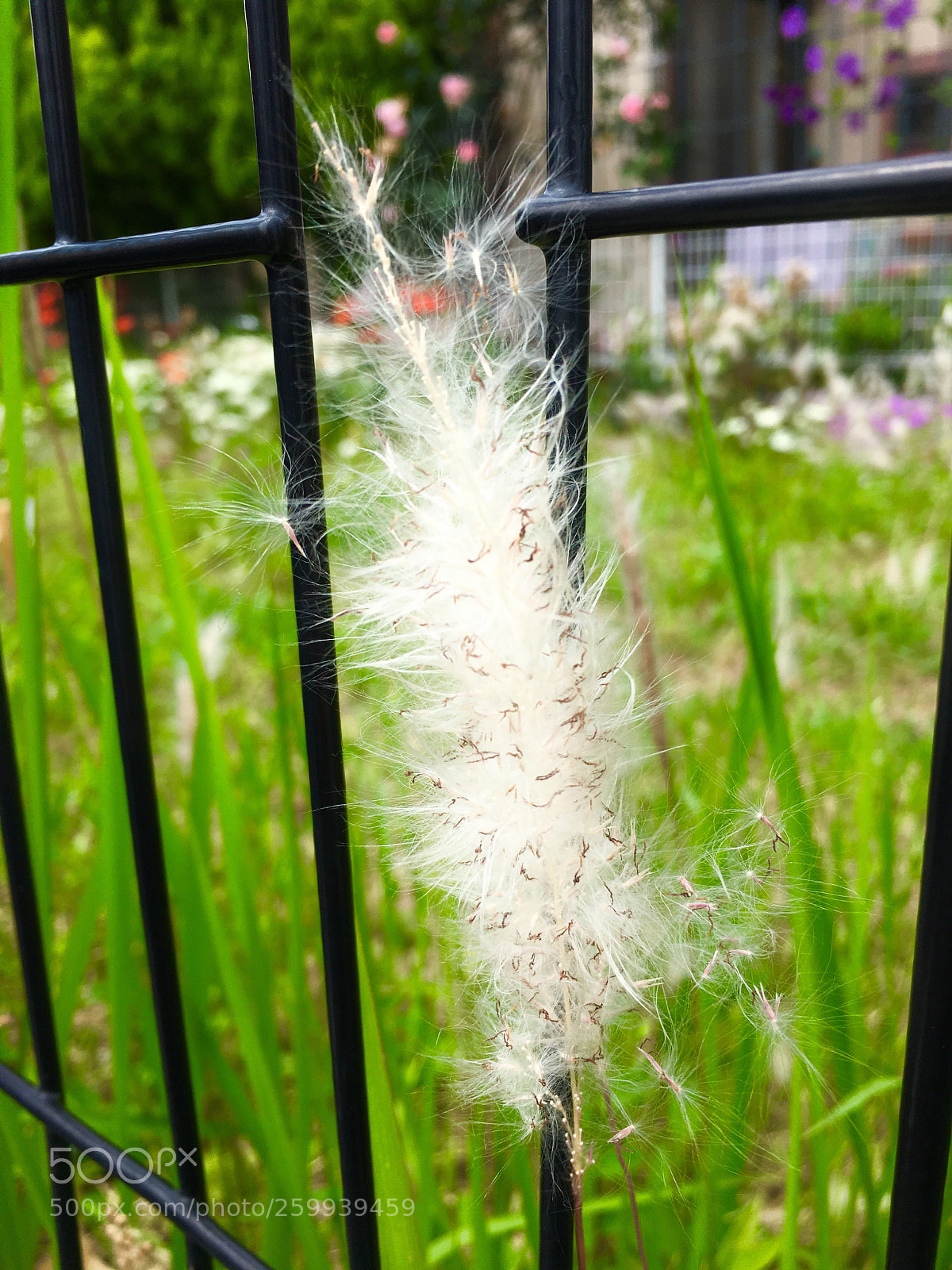 Apple iPhone 6s sample photo. Go with the wind photography
