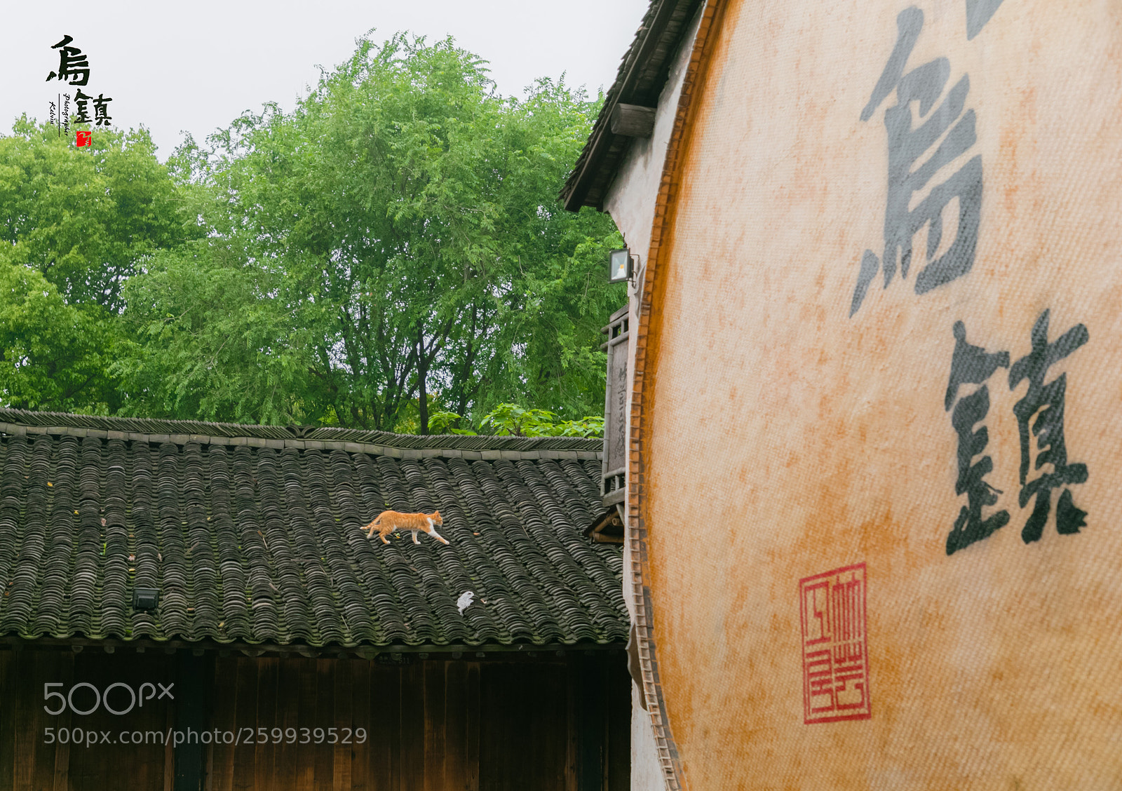 Canon EOS 5D Mark IV sample photo. 我想學貓飛簷走壁,這樣才能看盡烏鎮風情 photography