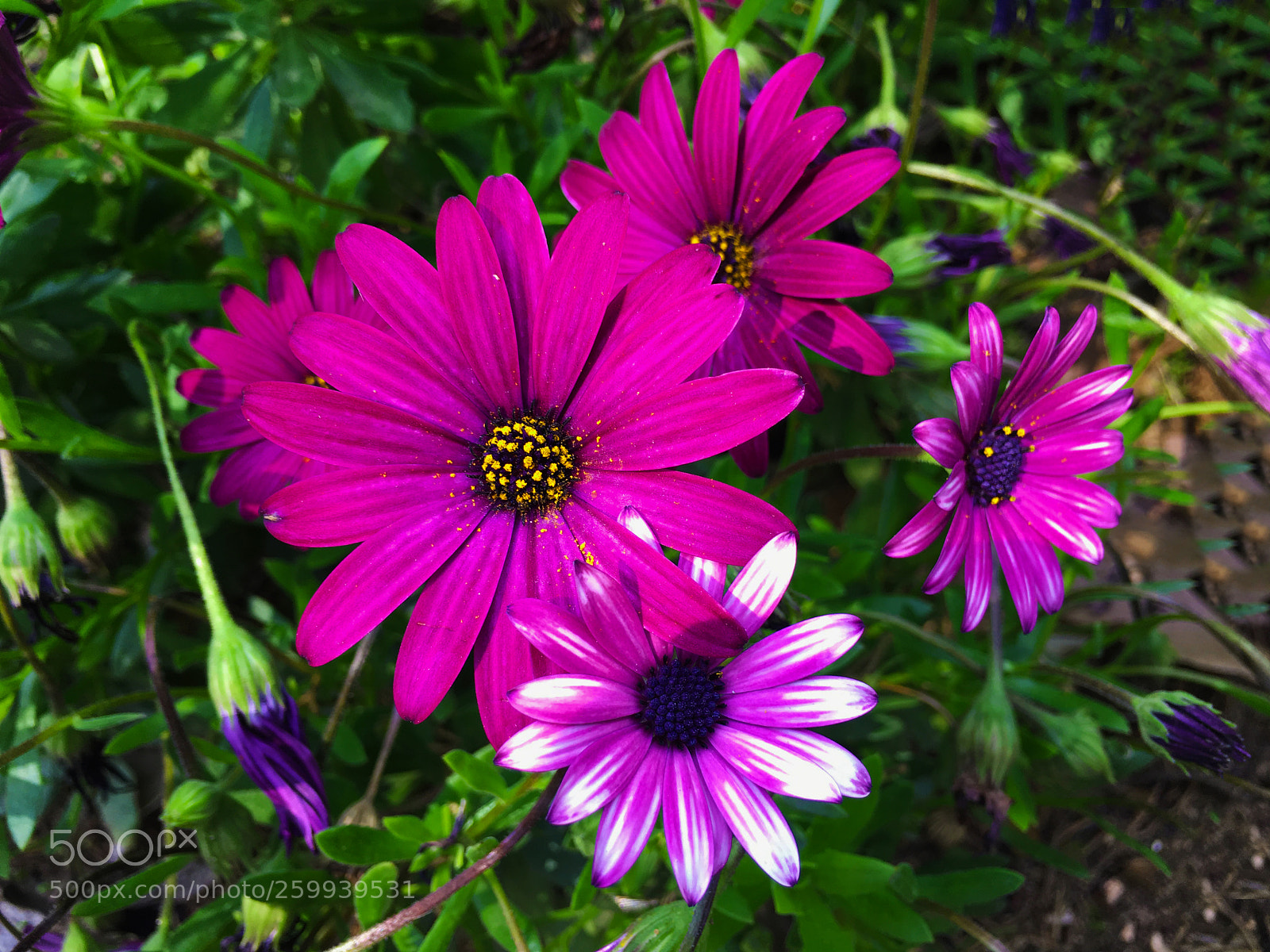 Apple iPhone 6s Plus sample photo. Flores photography