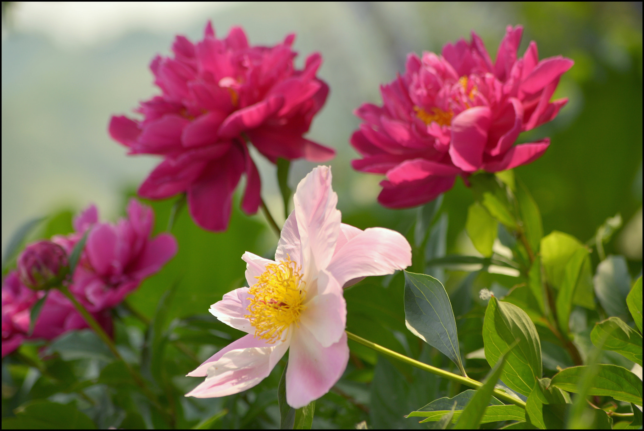 Nikon D5200 sample photo