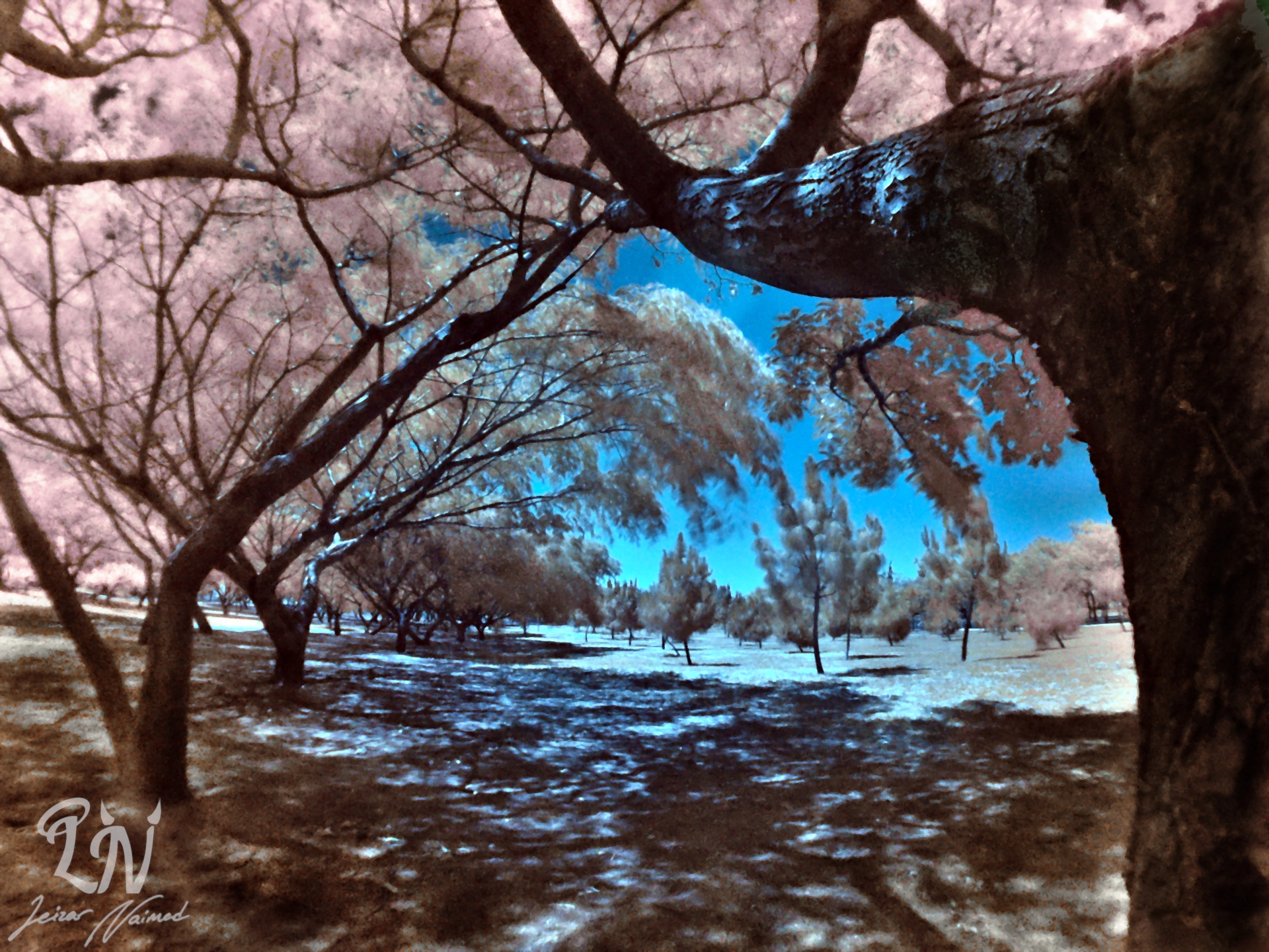 GoPro Hero5 Black sample photo. Infrared 1 photography