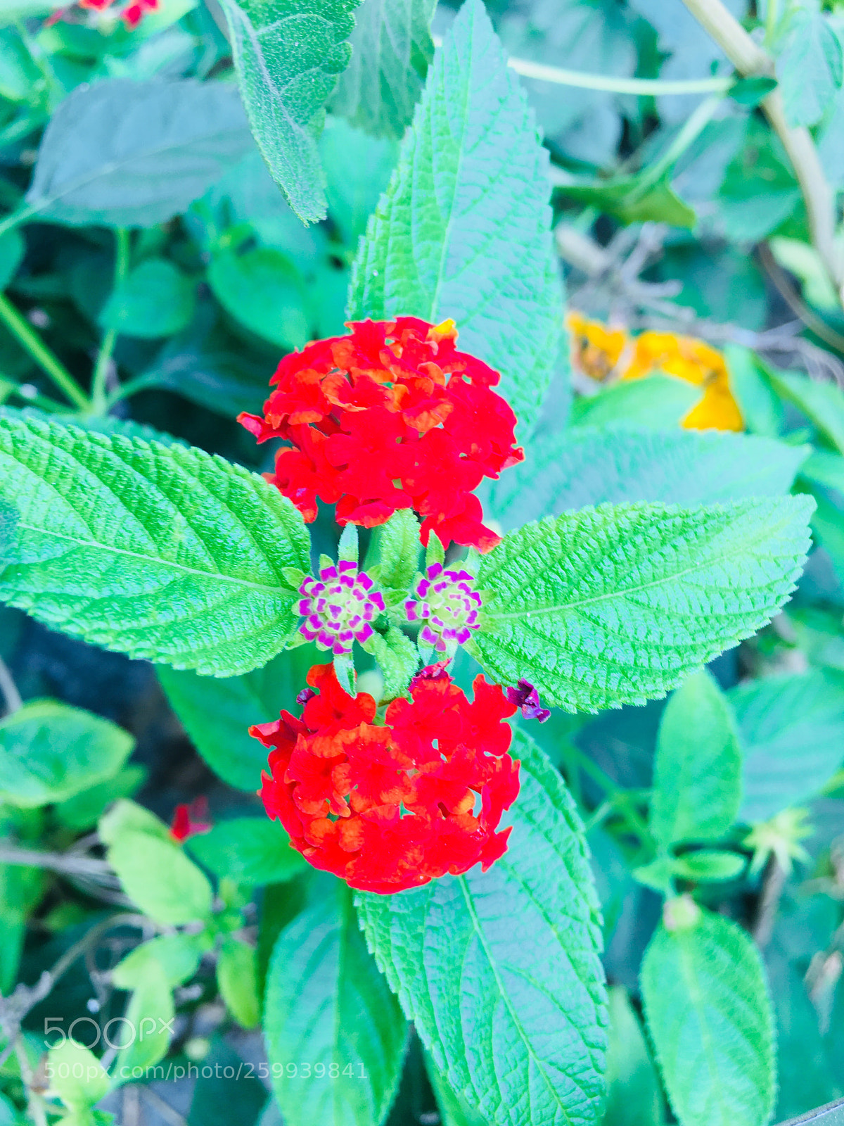 Apple iPhone 6s sample photo. Colourful flowers photography