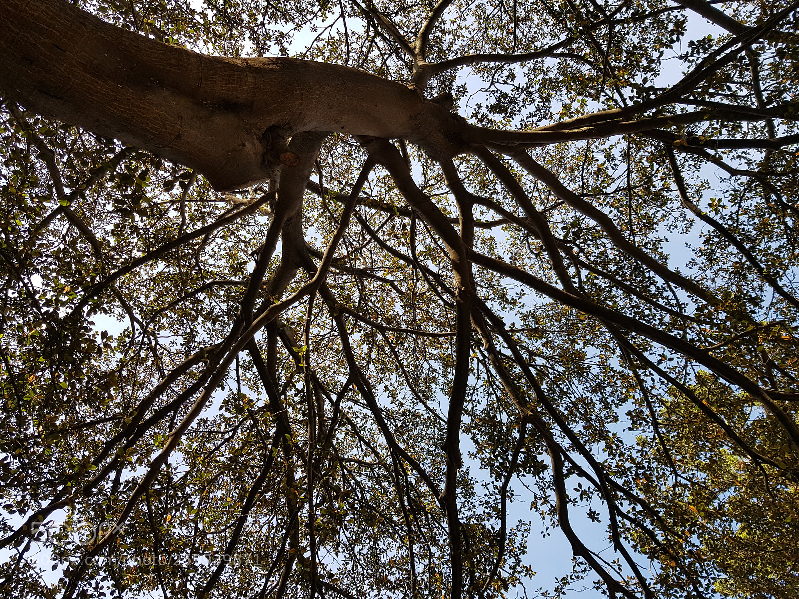 Samsung Galaxy S8+ sample photo. Look up 3 photography