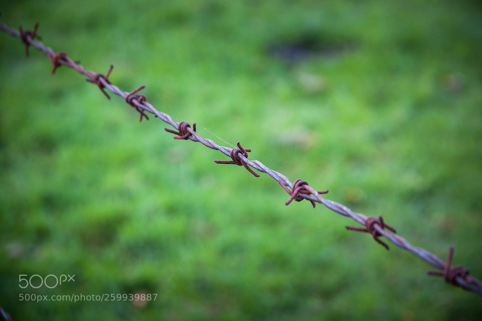 Canon EOS 500D (EOS Rebel T1i / EOS Kiss X3) sample photo. German barbwire photography