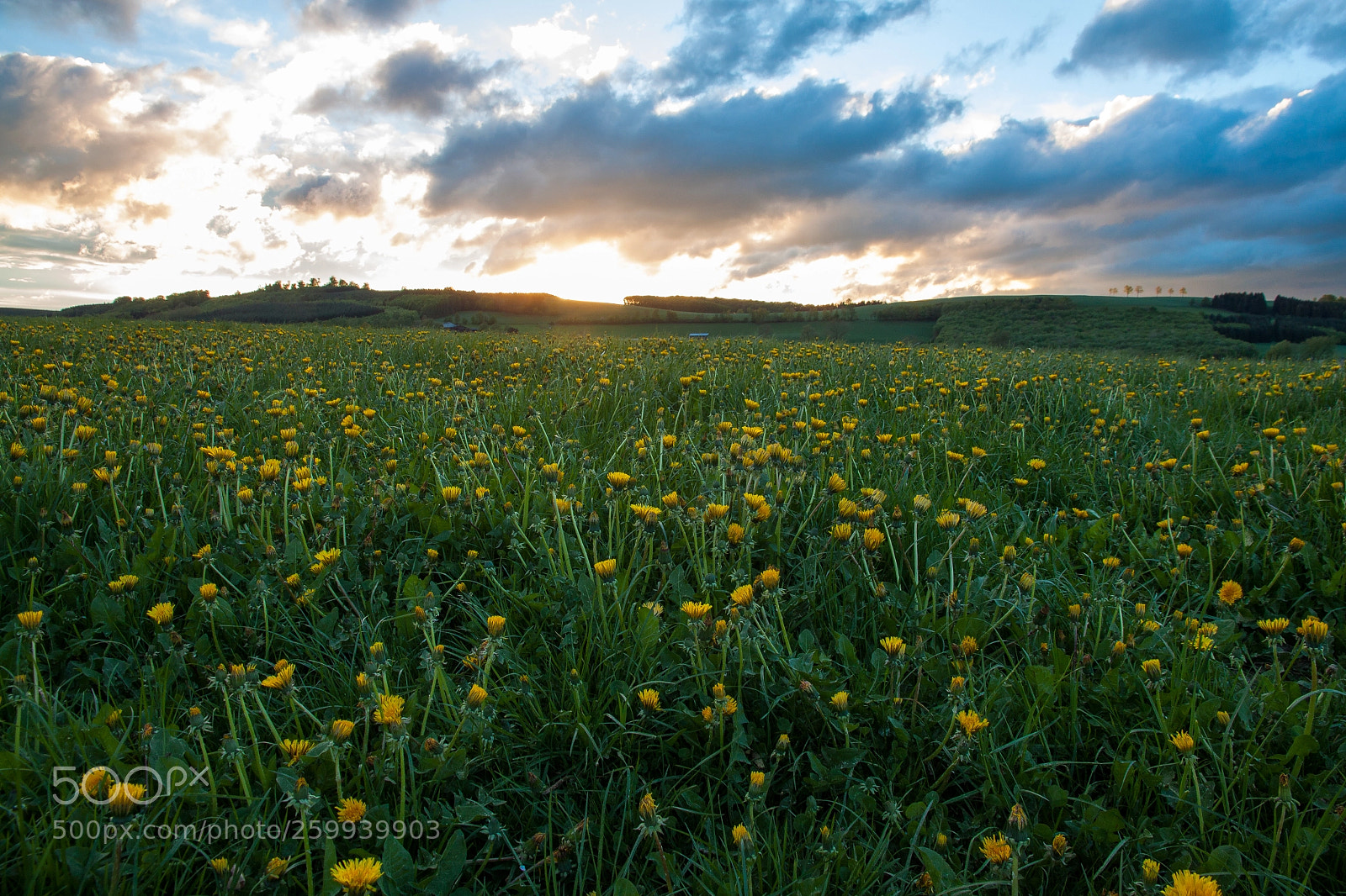 Canon EOS 500D (EOS Rebel T1i / EOS Kiss X3) sample photo. Sauerland field photography