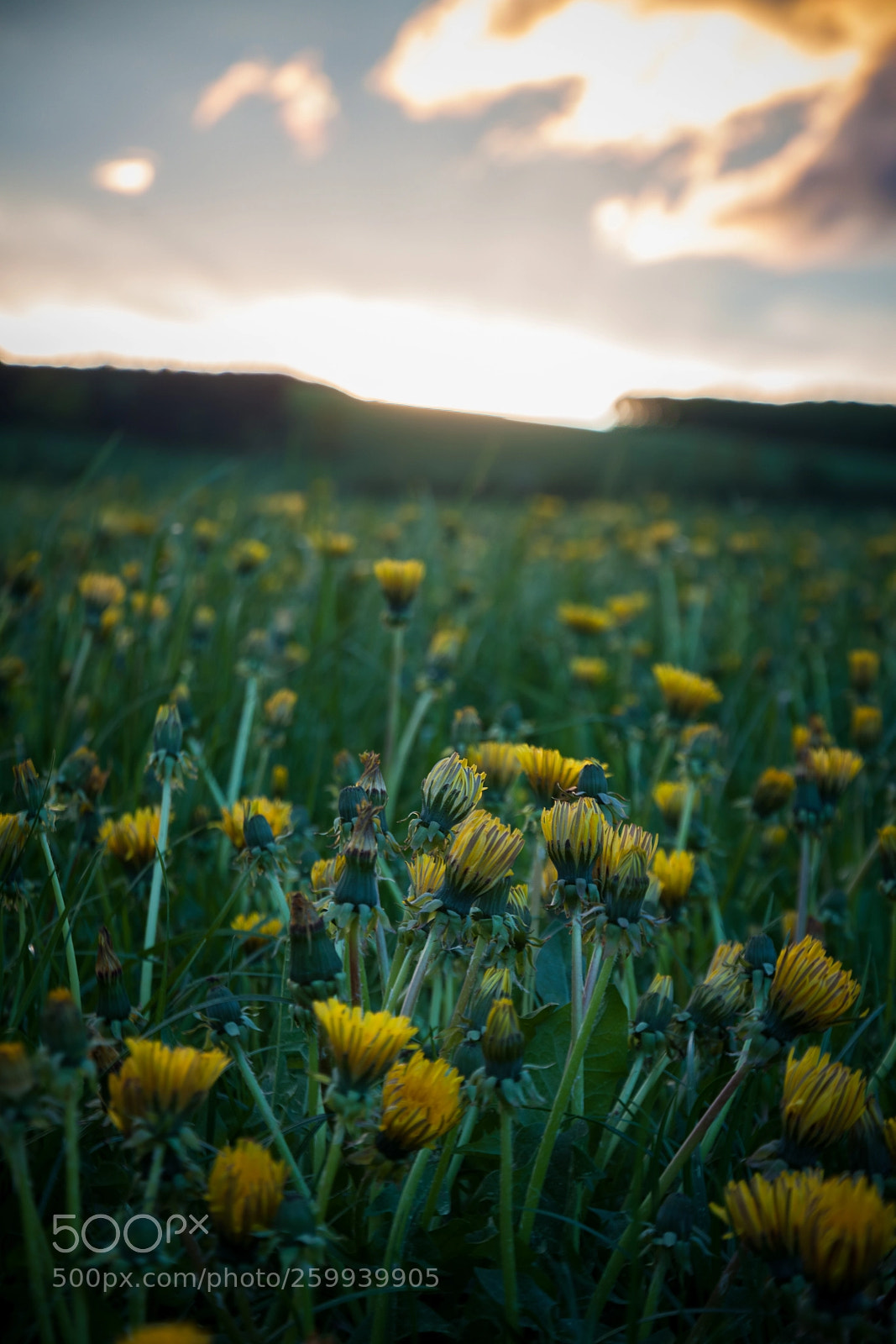 Canon EOS 500D (EOS Rebel T1i / EOS Kiss X3) sample photo. Sauerland flowerfield photography