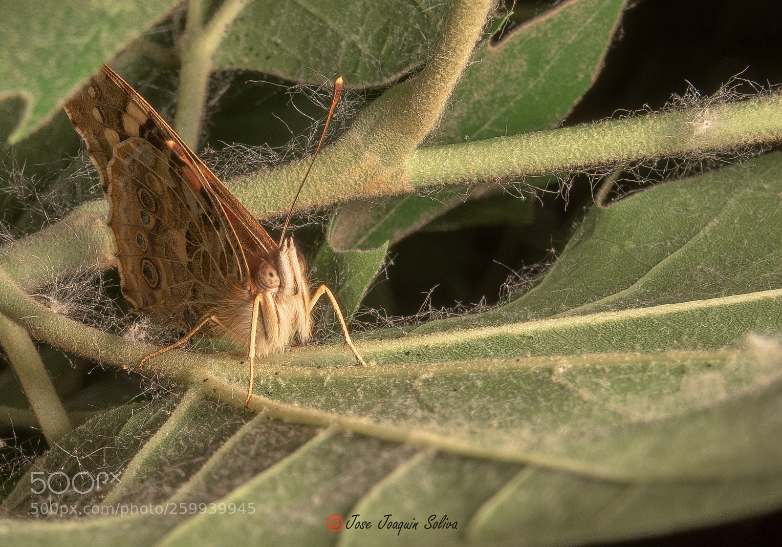 Nikon D7200 sample photo. Papallona. photography