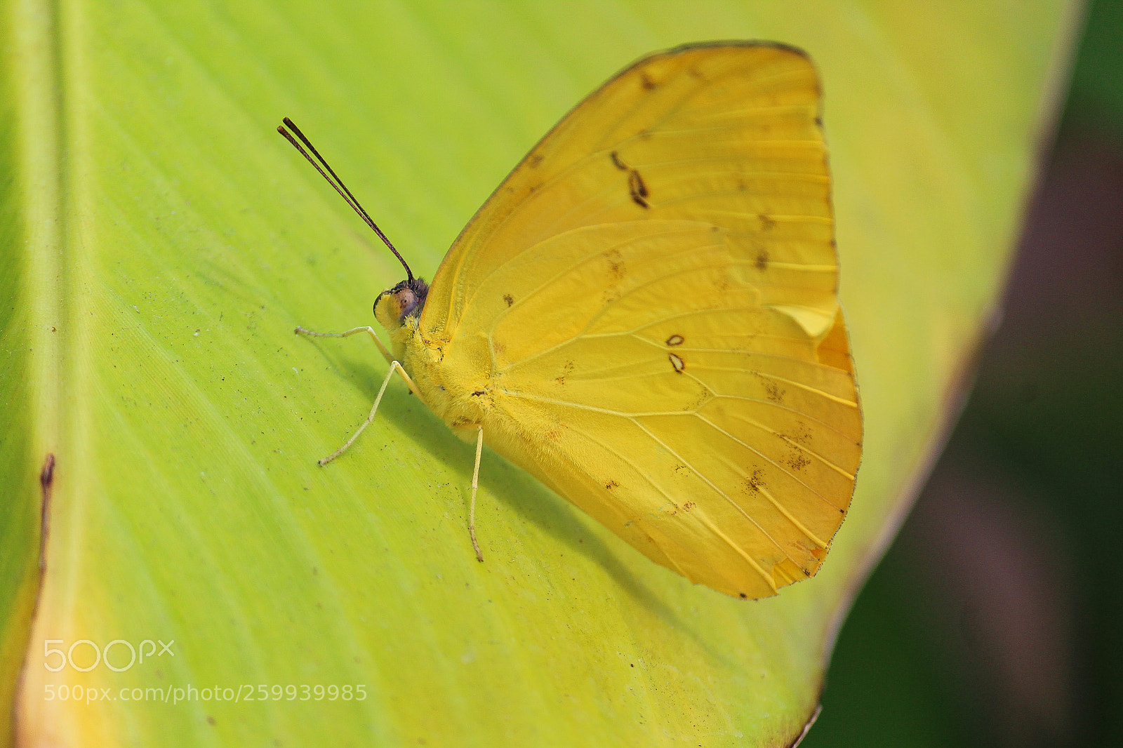 Canon EOS 1200D (EOS Rebel T5 / EOS Kiss X70 / EOS Hi) sample photo. Today is yellow photography