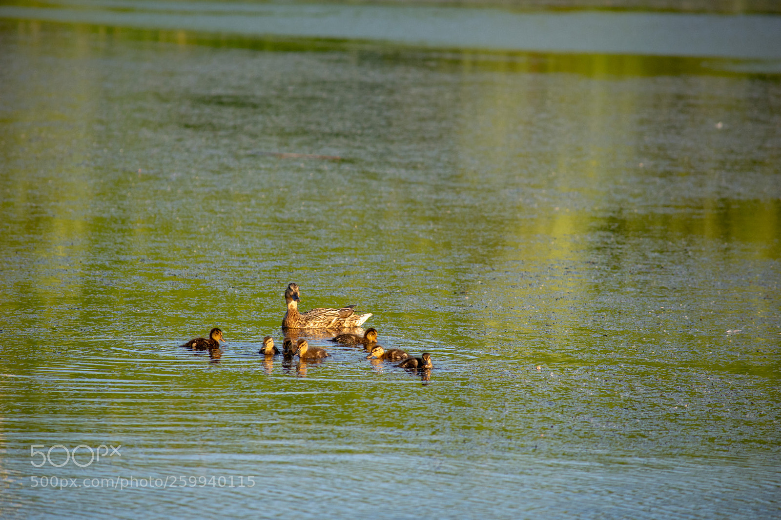 Nikon D5300 sample photo. Family of ducks photography