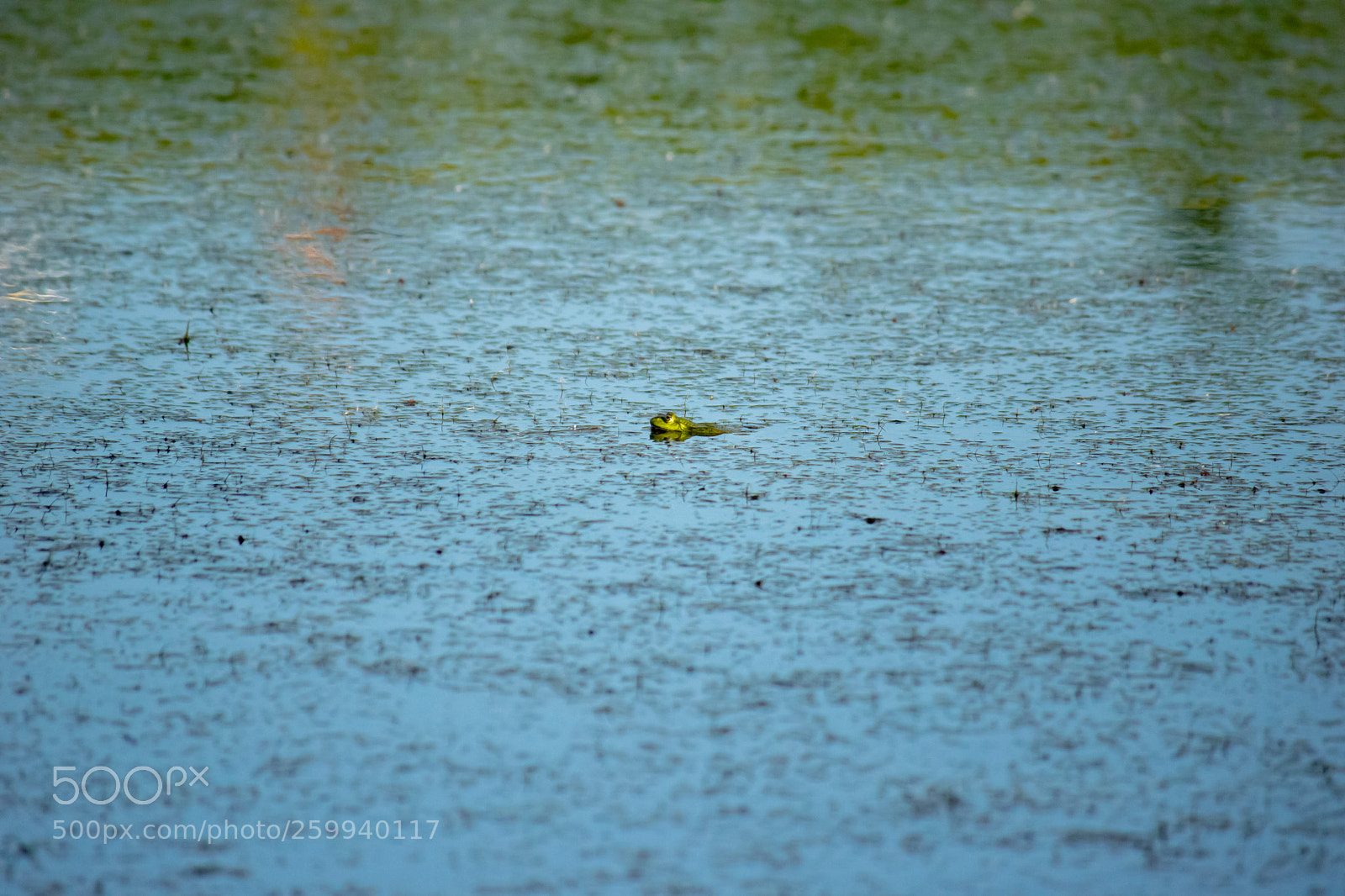 Nikon D5300 sample photo. Frog photography