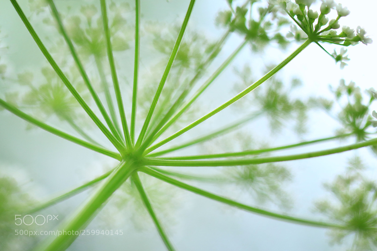 Canon EOS 7D Mark II sample photo. Summer weed photography