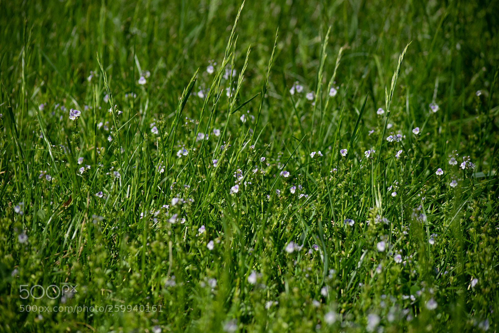 Nikon D5300 sample photo. Grass photography