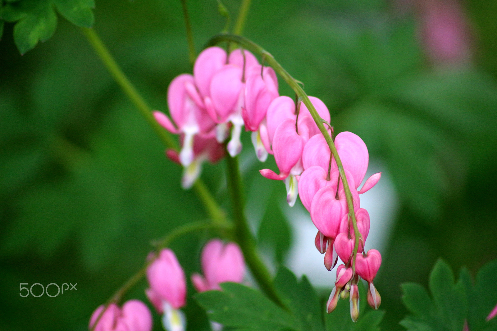 Canon EOS 100D (EOS Rebel SL1 / EOS Kiss X7) sample photo. Pacific bleeding heart (dicentra formosa) #2 photography