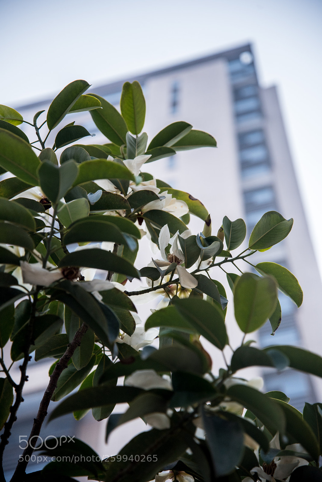 Nikon D750 sample photo. Tree aside the main photography