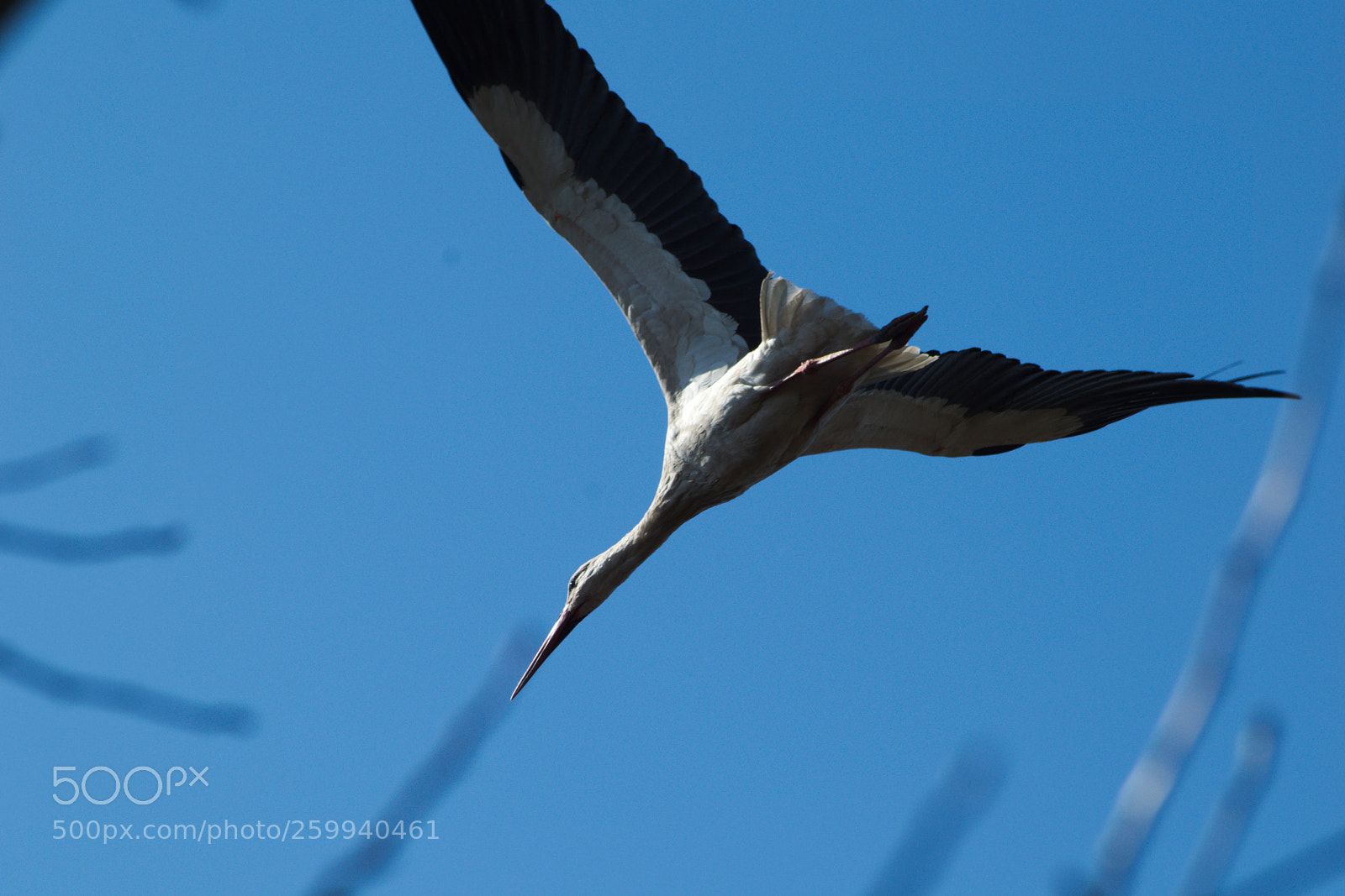 Nikon D3300 sample photo. Flying duchman photography