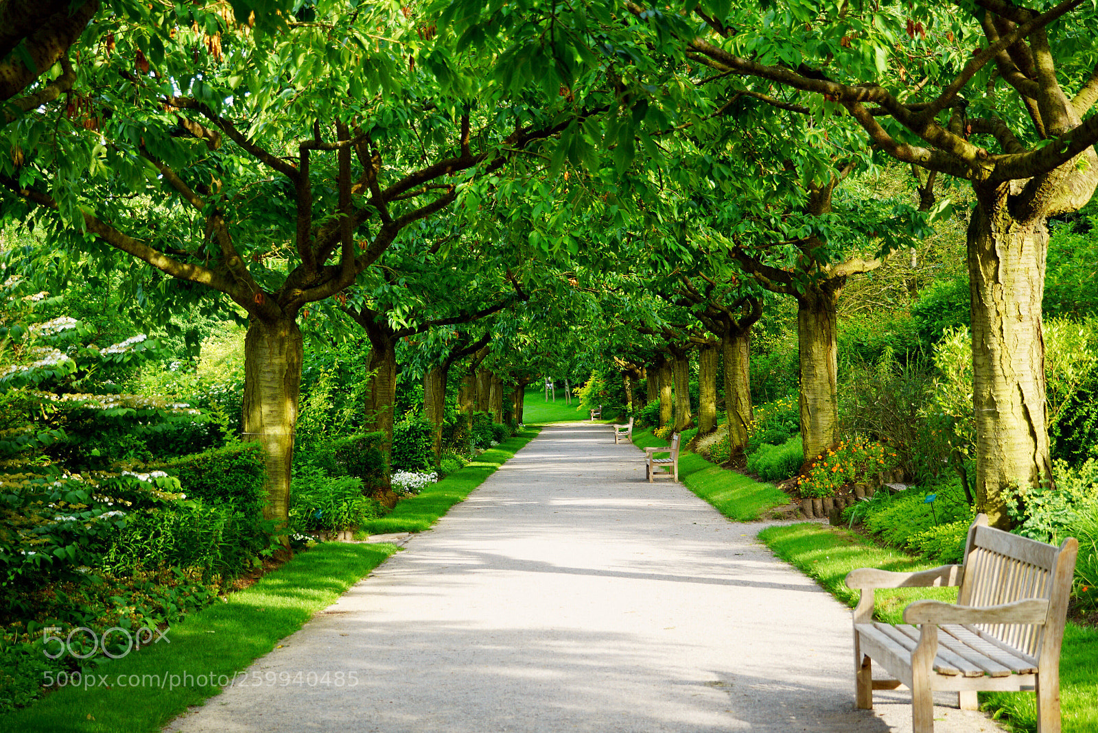 Sony a6000 sample photo. Nature hallways photography