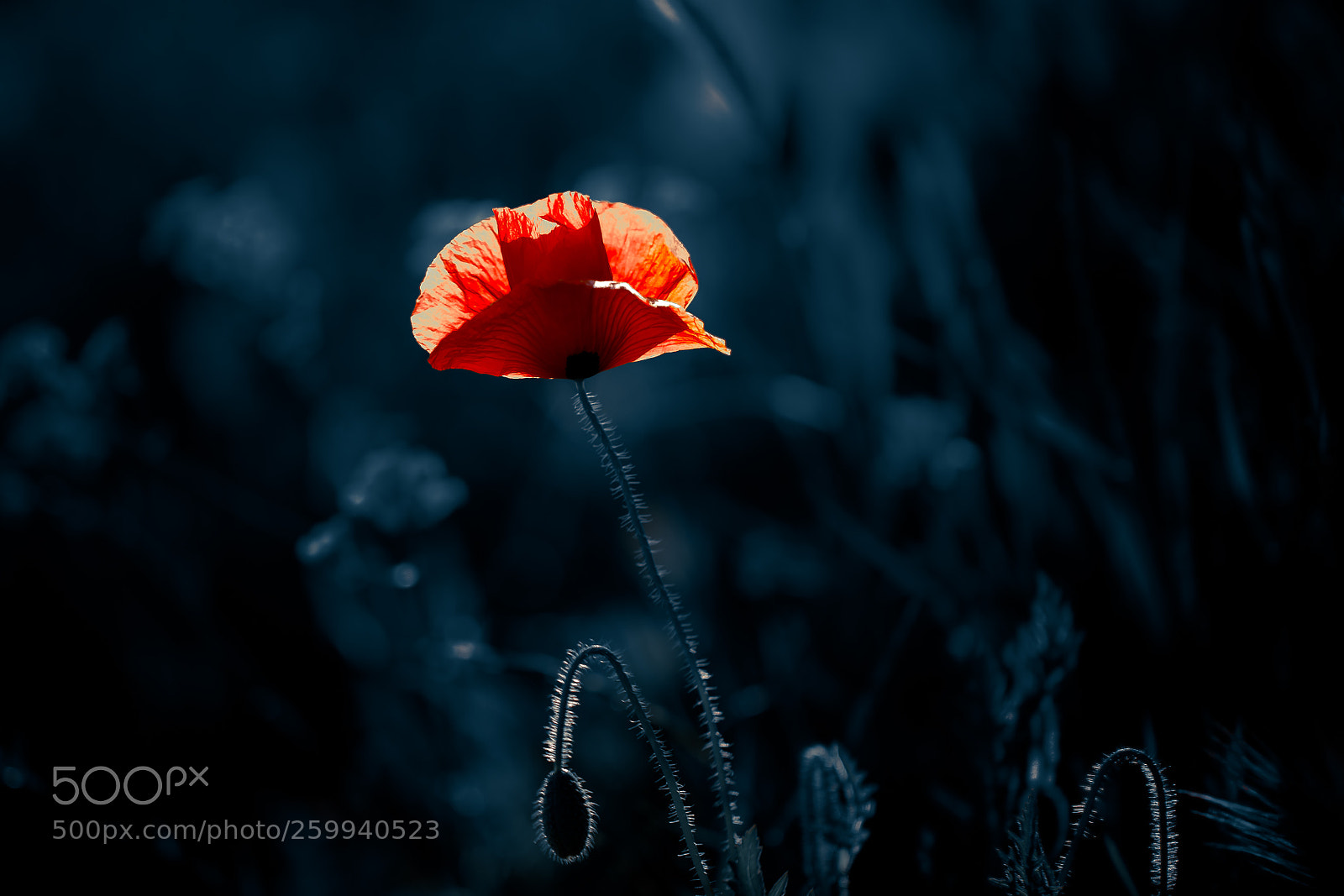 Canon EOS 6D sample photo. La roja flor photography
