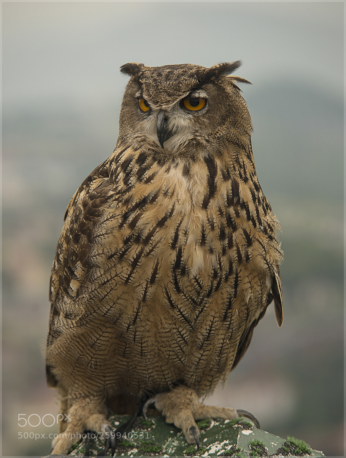Nikon D610 sample photo. Buho real rapaces photography