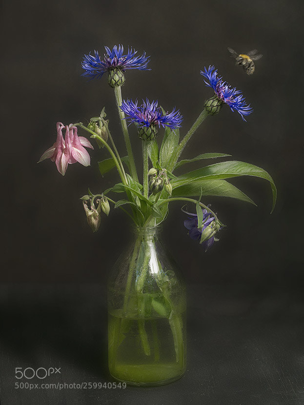 Sony a6000 sample photo. Bouquet and bumblebee photography
