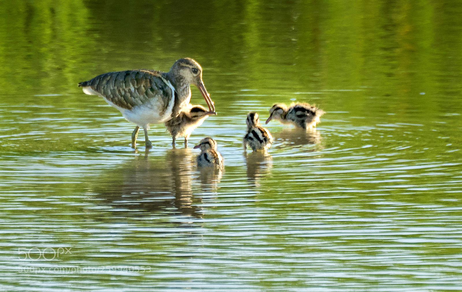 Nikon D500 sample photo. Rostratula benghalensis photography