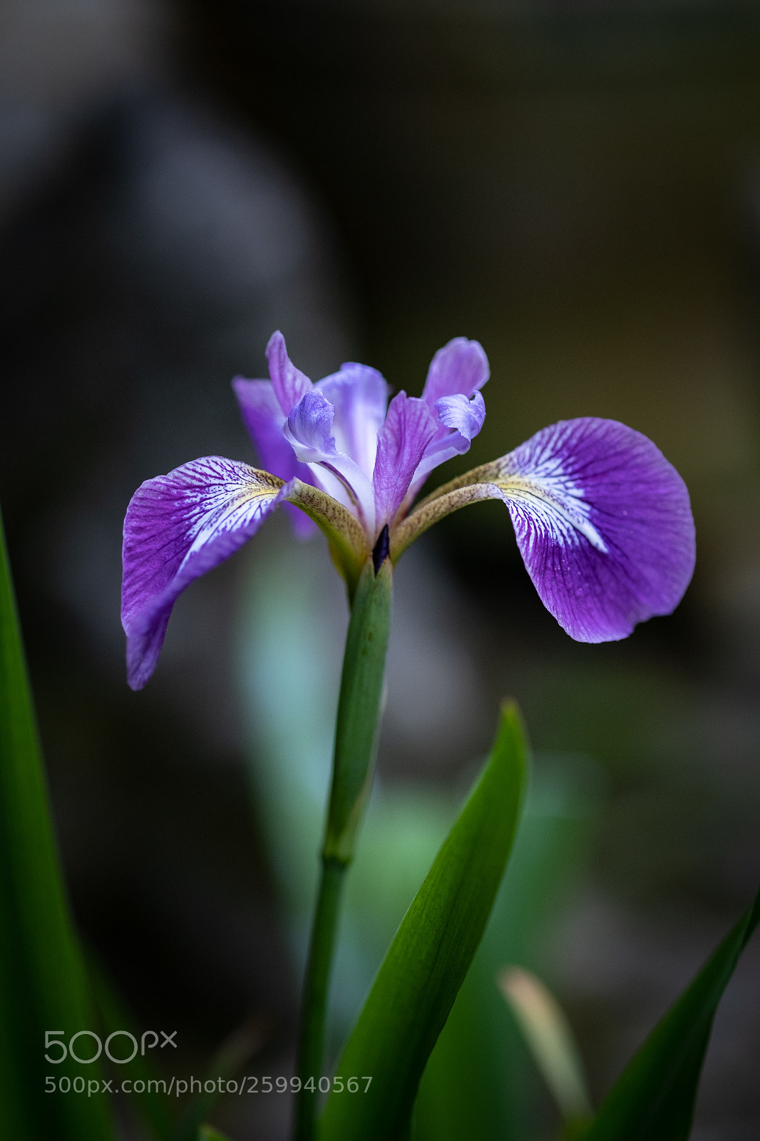 Fujifilm X-T2 sample photo. Small iris photography