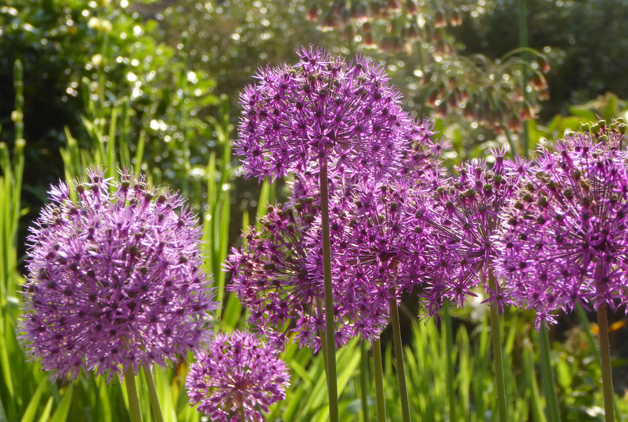 Panasonic Lumix DMC-ZS50 (Lumix DMC-TZ70) sample photo. Springlight photography