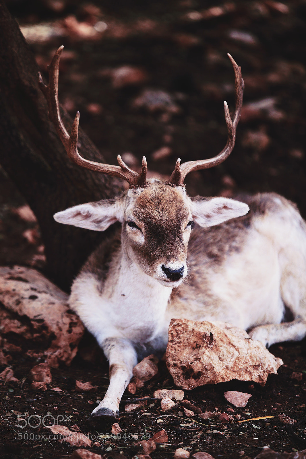 Canon EOS 6D sample photo. A warrior rest ~ photography