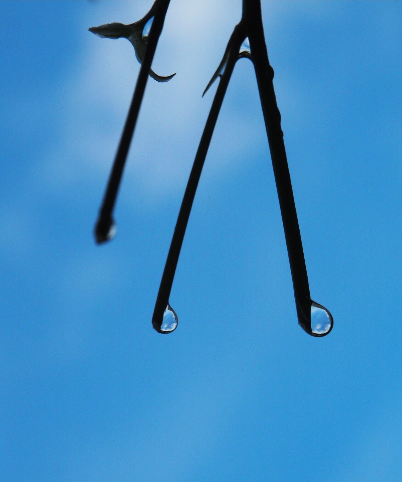 Olympus PEN E-PL7 sample photo. Blue sky in droplets photography