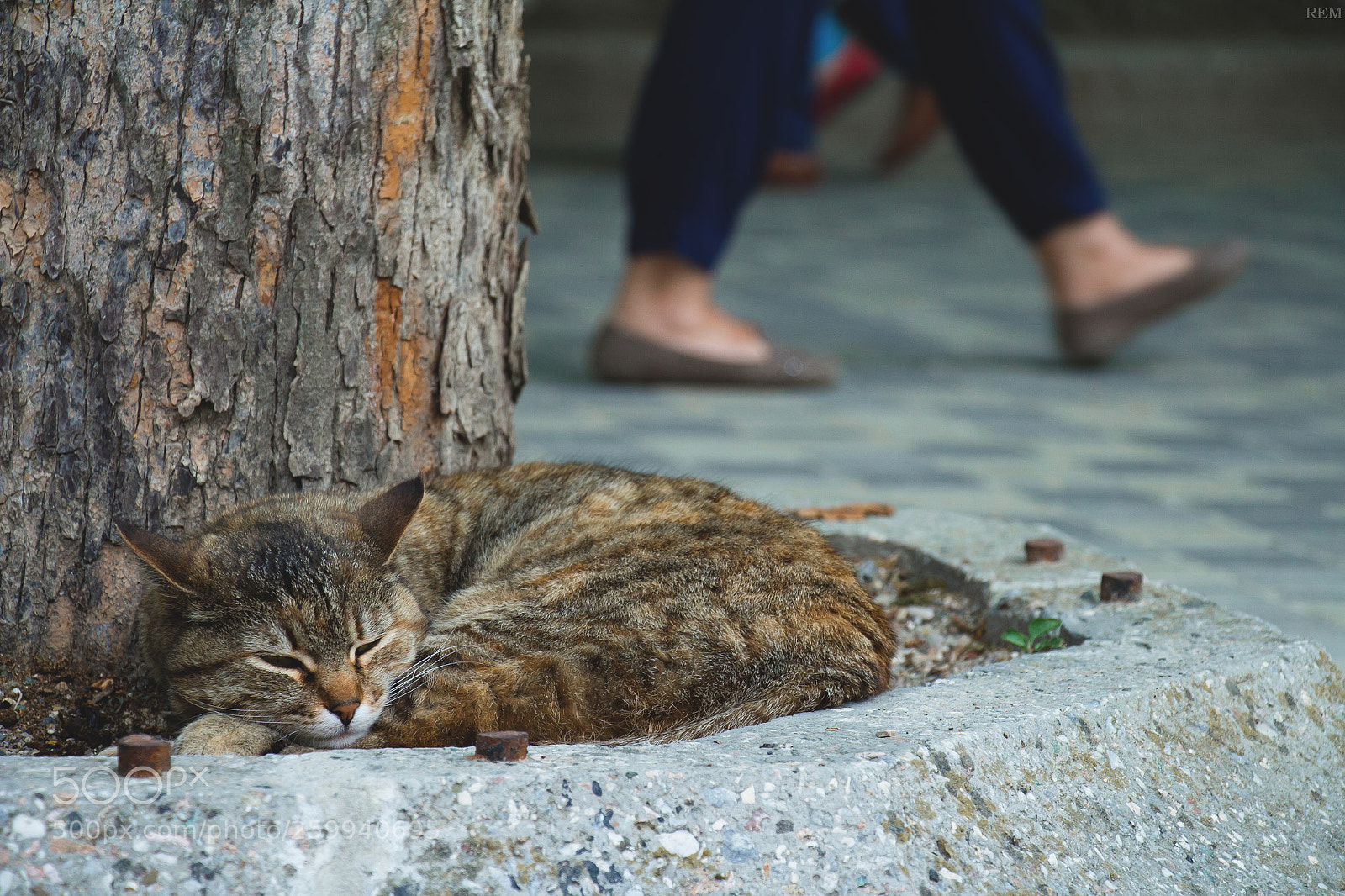 Canon EOS 700D (EOS Rebel T5i / EOS Kiss X7i) sample photo. Don't pass by. photography