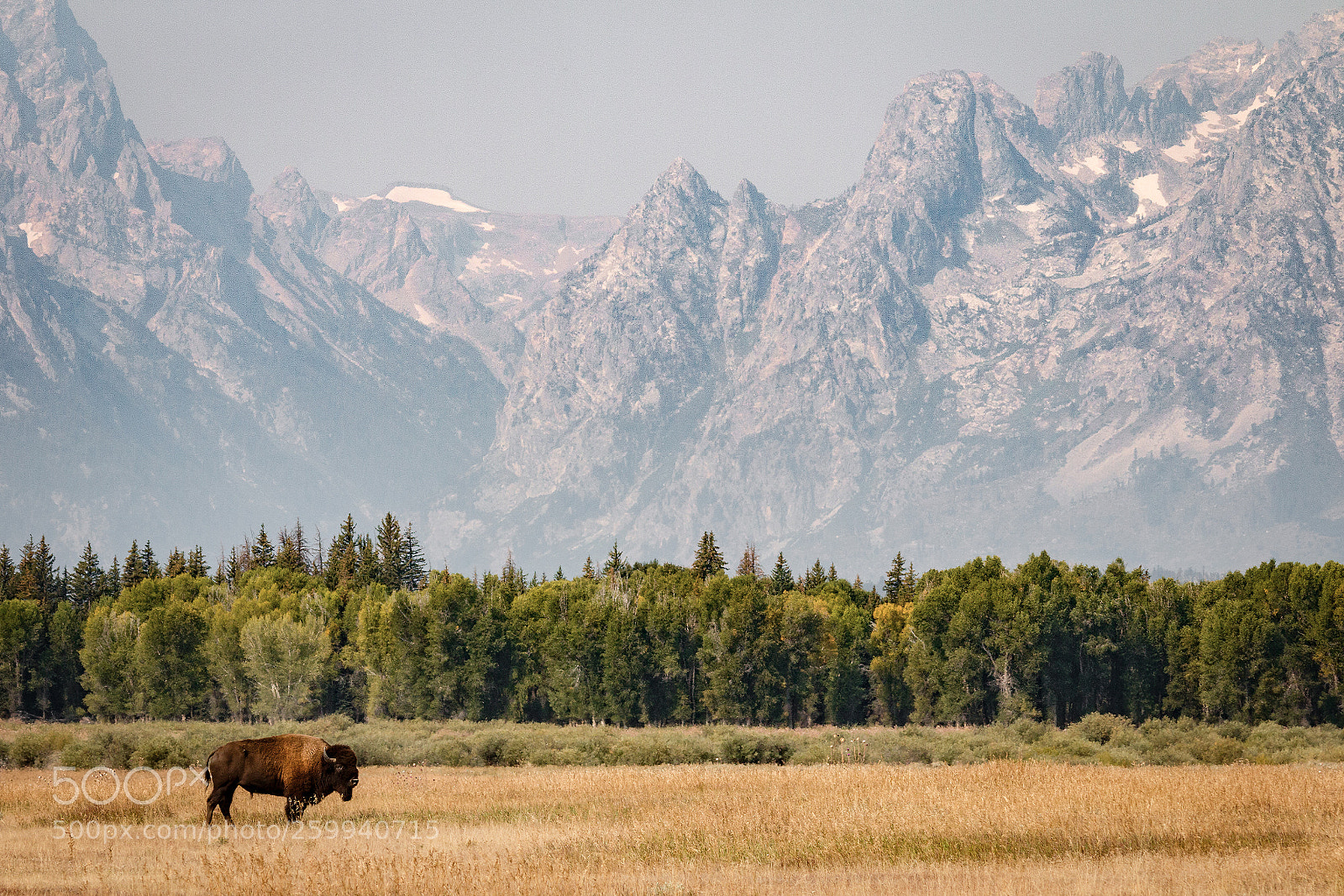 Canon EOS 70D sample photo. Bison photography