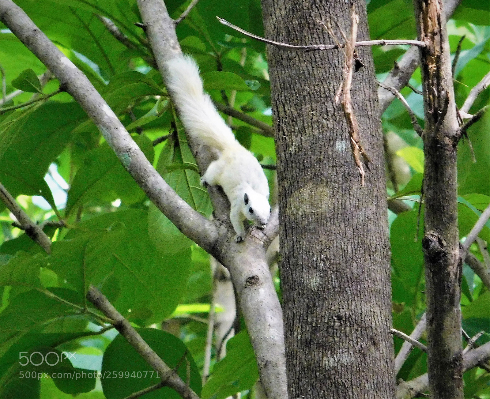 Nikon Coolpix L840 sample photo. White squirrel photography