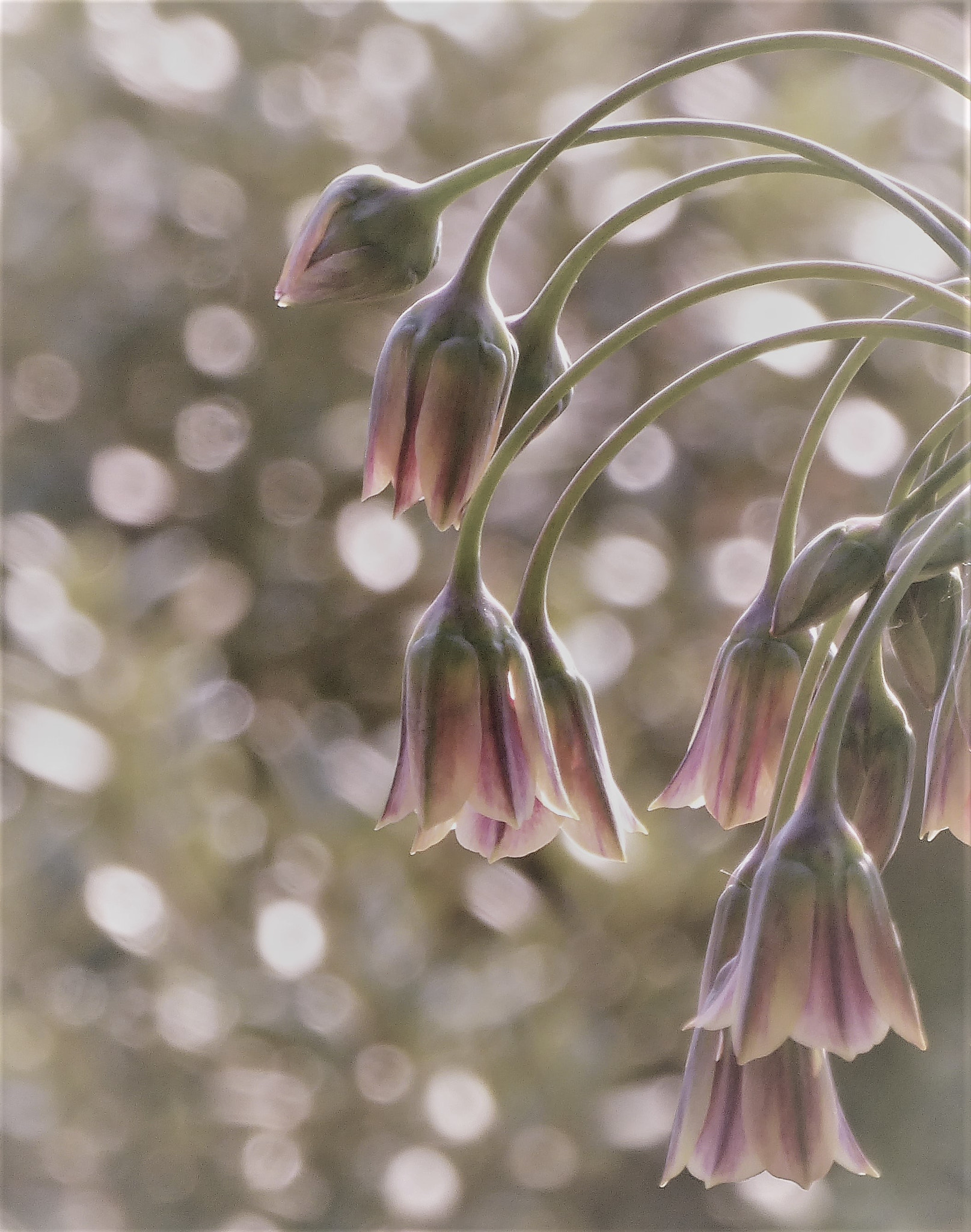 Panasonic Lumix DMC-ZS50 (Lumix DMC-TZ70) sample photo. Bells photography