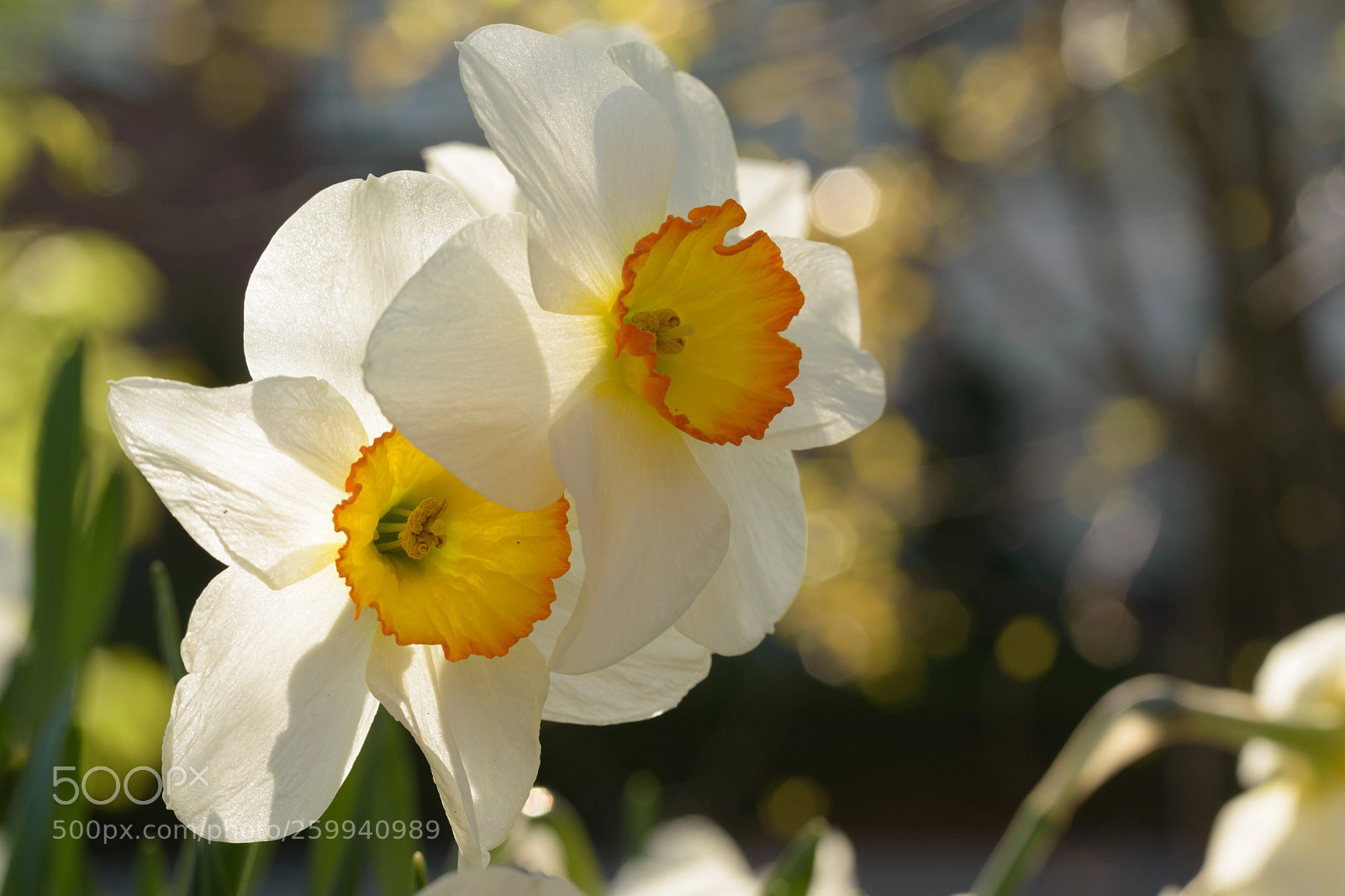 Nikon D5500 sample photo. Tonight i want to photography
