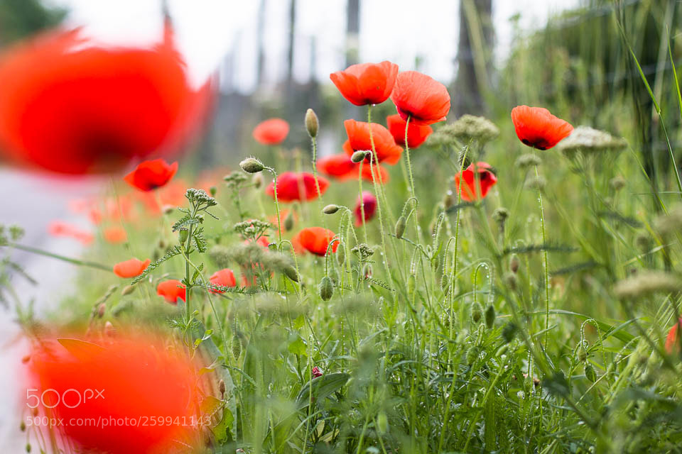 Canon EOS 70D sample photo. Img photography