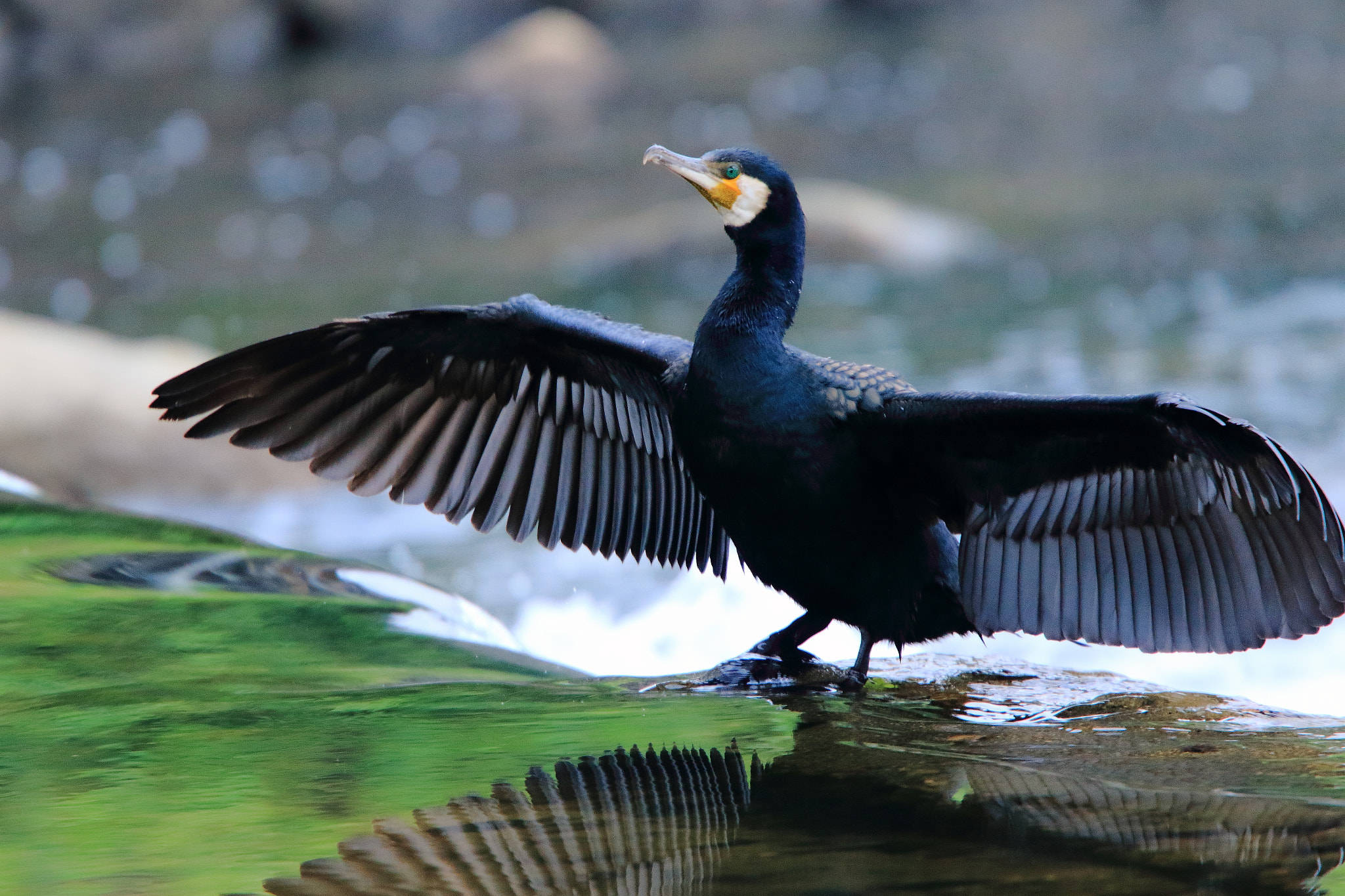 Canon EF 400mm F4.0 DO IS USM sample photo