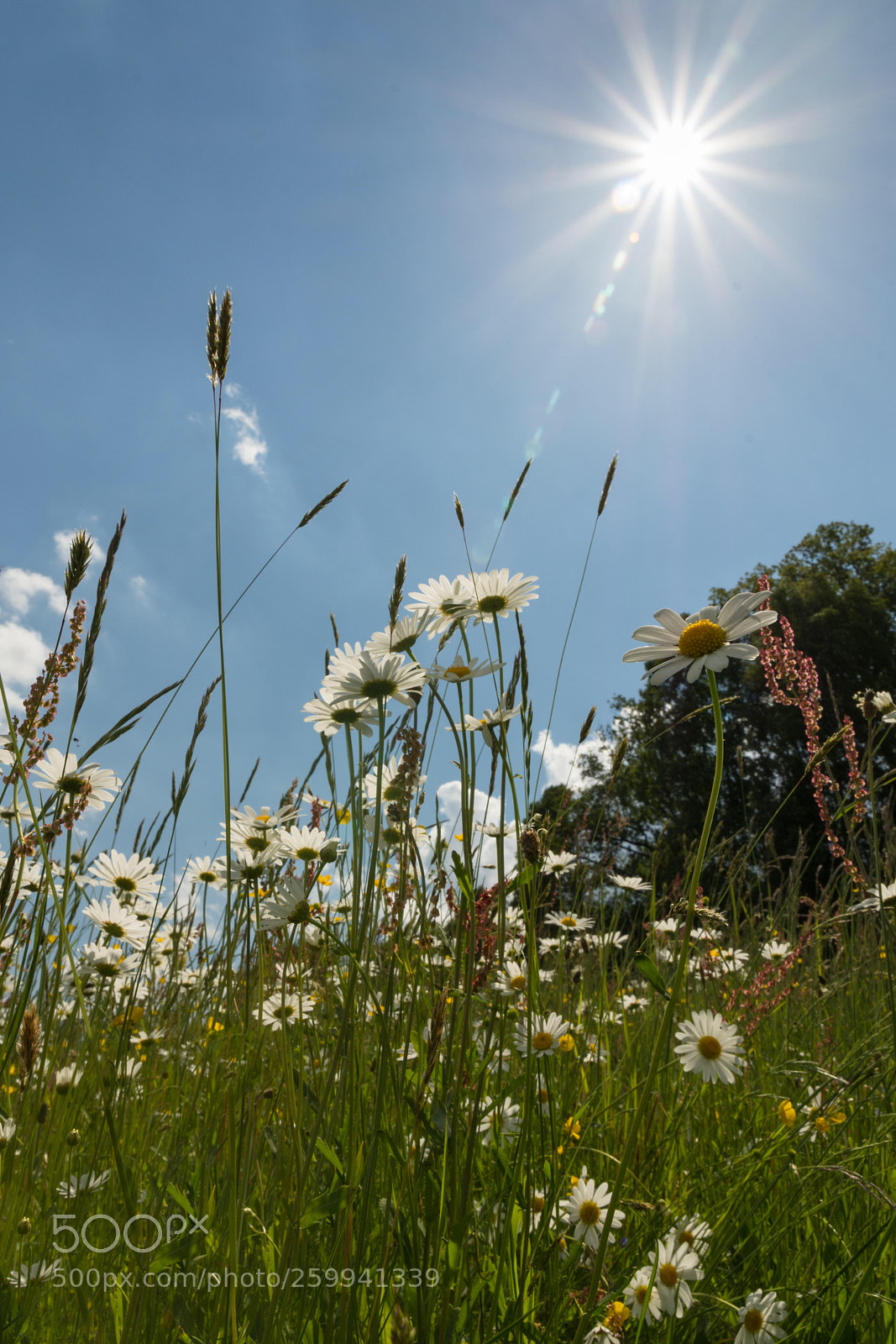Nikon D7200 sample photo. In the grass photography