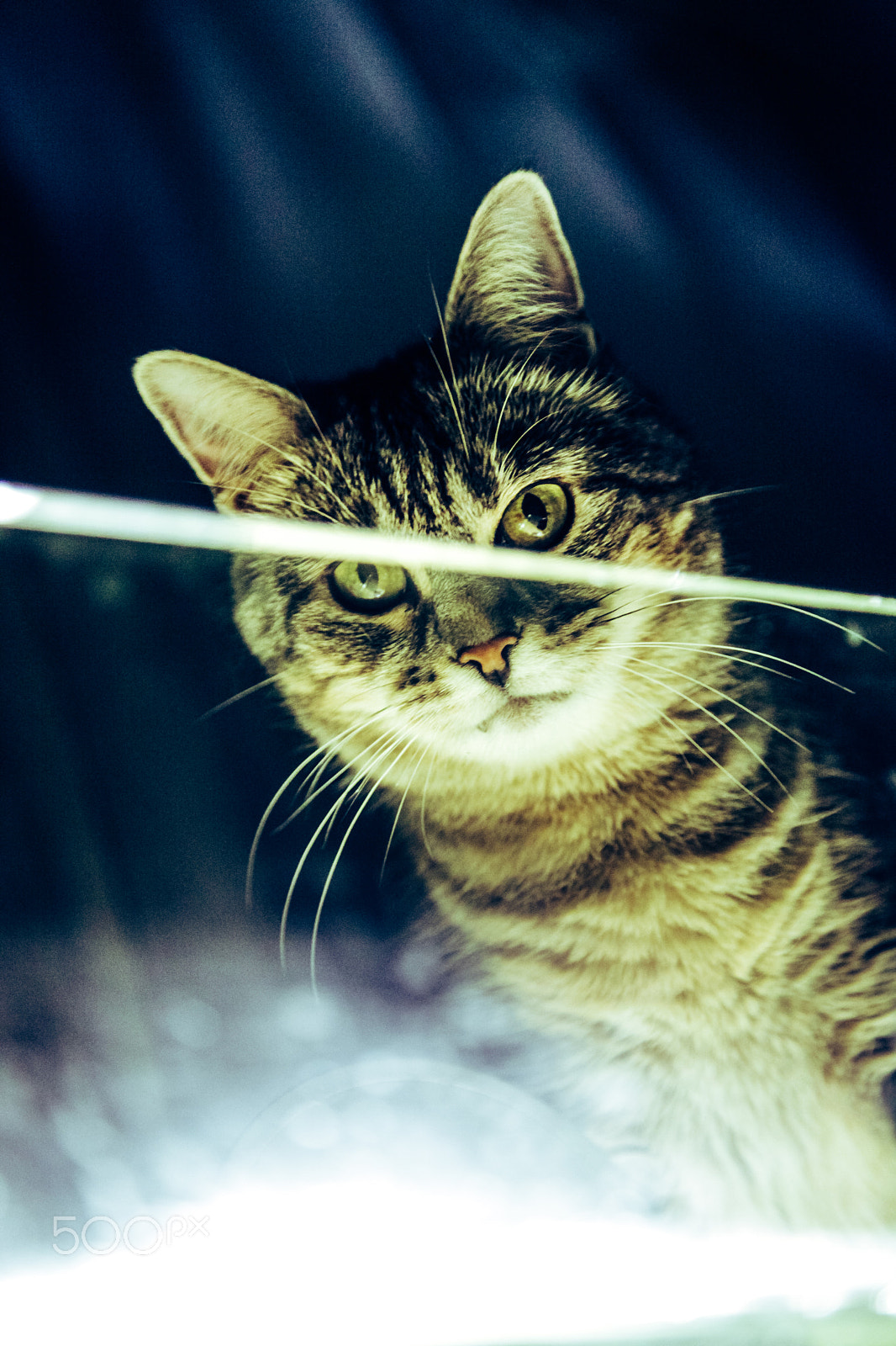 Canon EOS 5D Mark II sample photo. Portrait of a cat photography