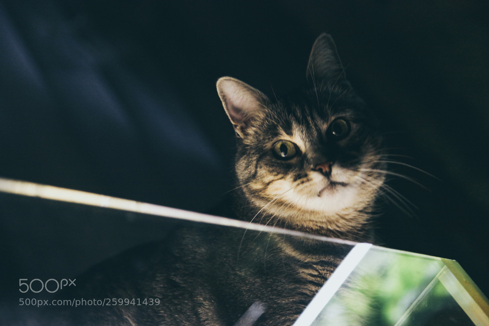 Canon EOS 5D Mark II sample photo. Portrait of a cat photography