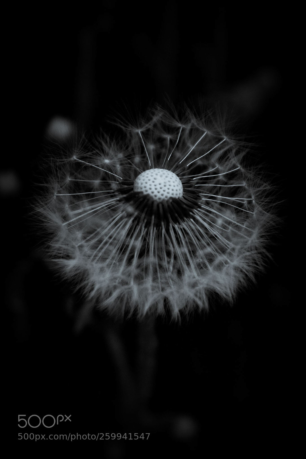 Canon EOS 700D (EOS Rebel T5i / EOS Kiss X7i) sample photo. Art in blackandwhite photography