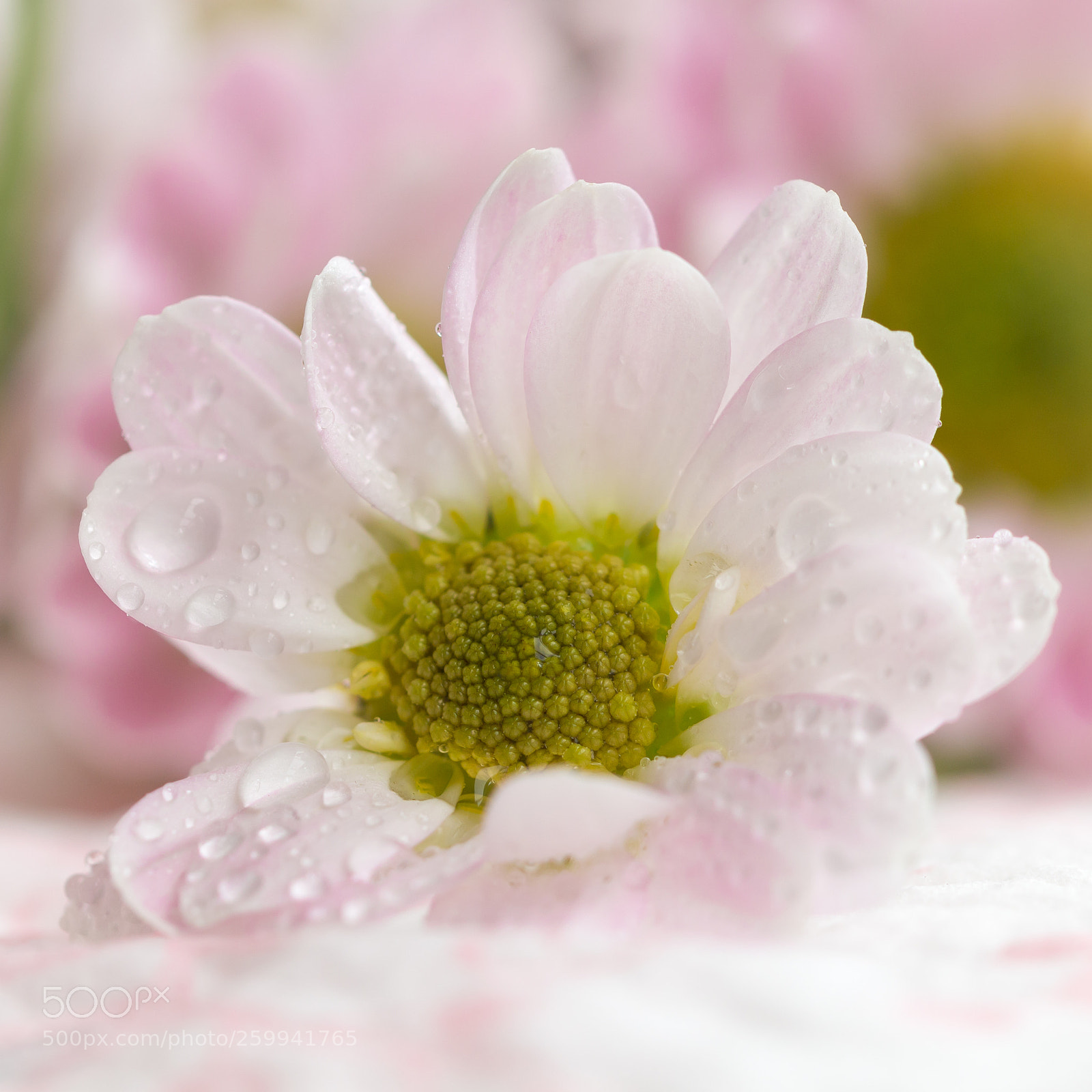 Canon EOS 70D sample photo. Pure and innocent photography