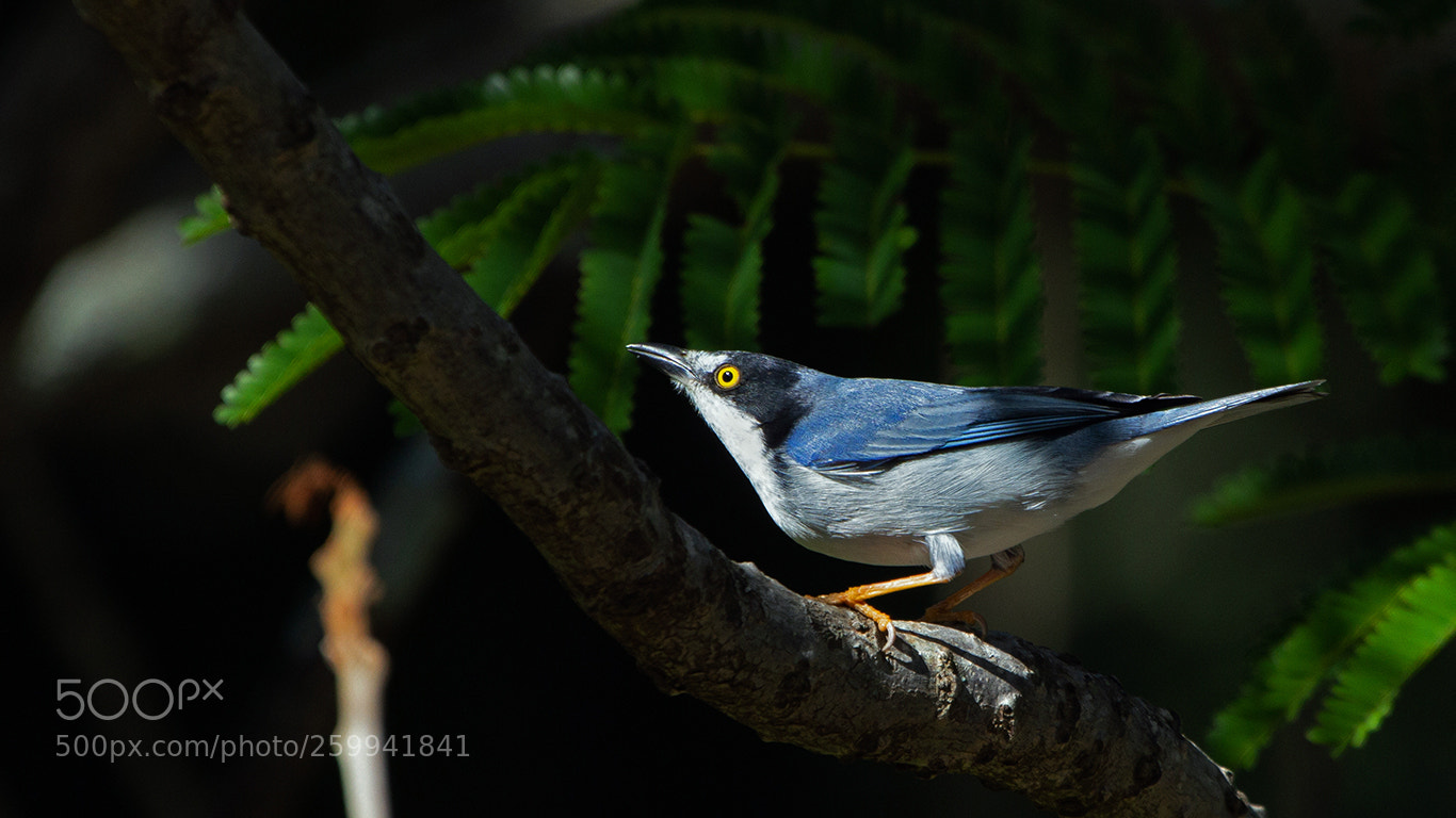 Canon EOS 60D sample photo. Hooded tanager photography