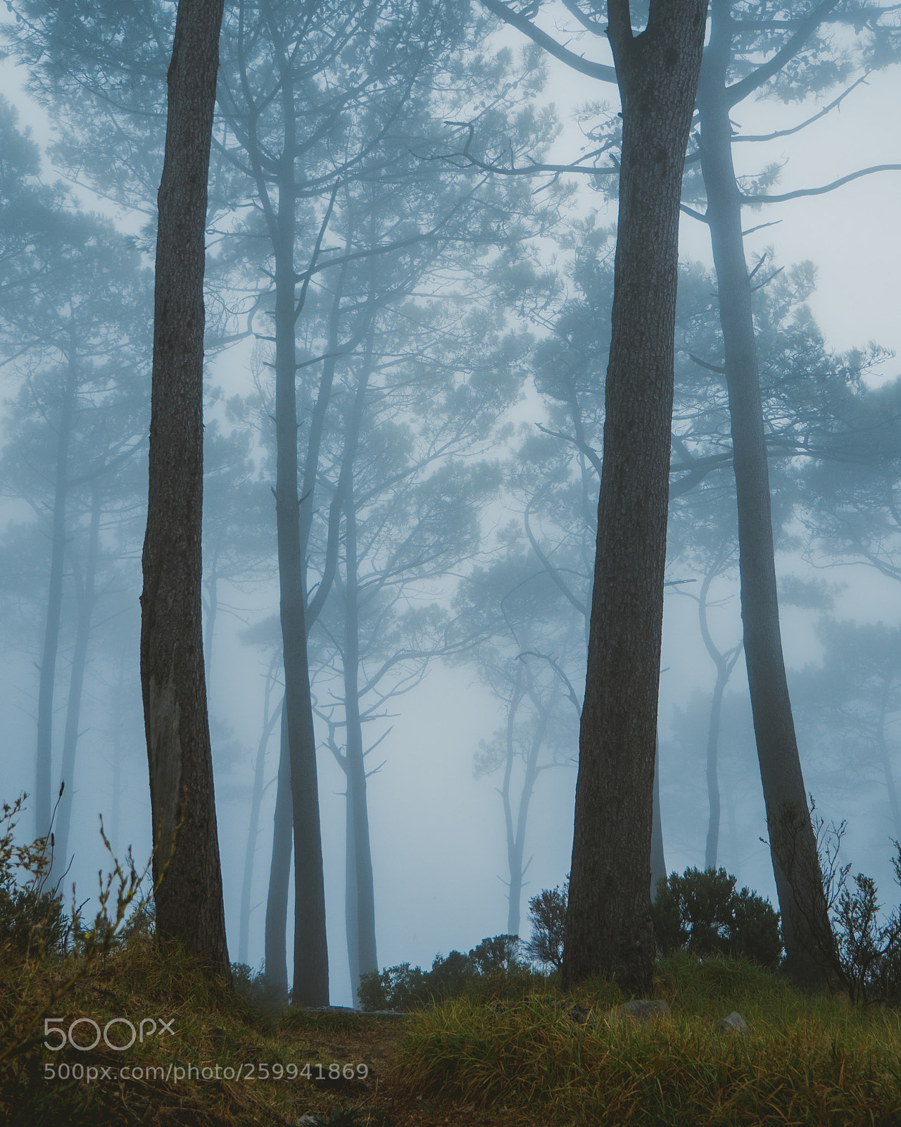 Panasonic Lumix DMC-GH4 sample photo. Misty signal hill photography