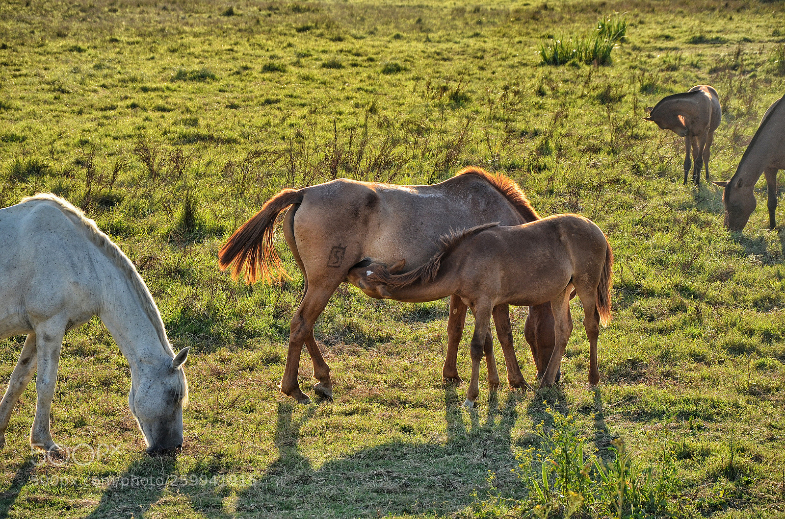 Nikon D5100 sample photo. Mesteños horses photography