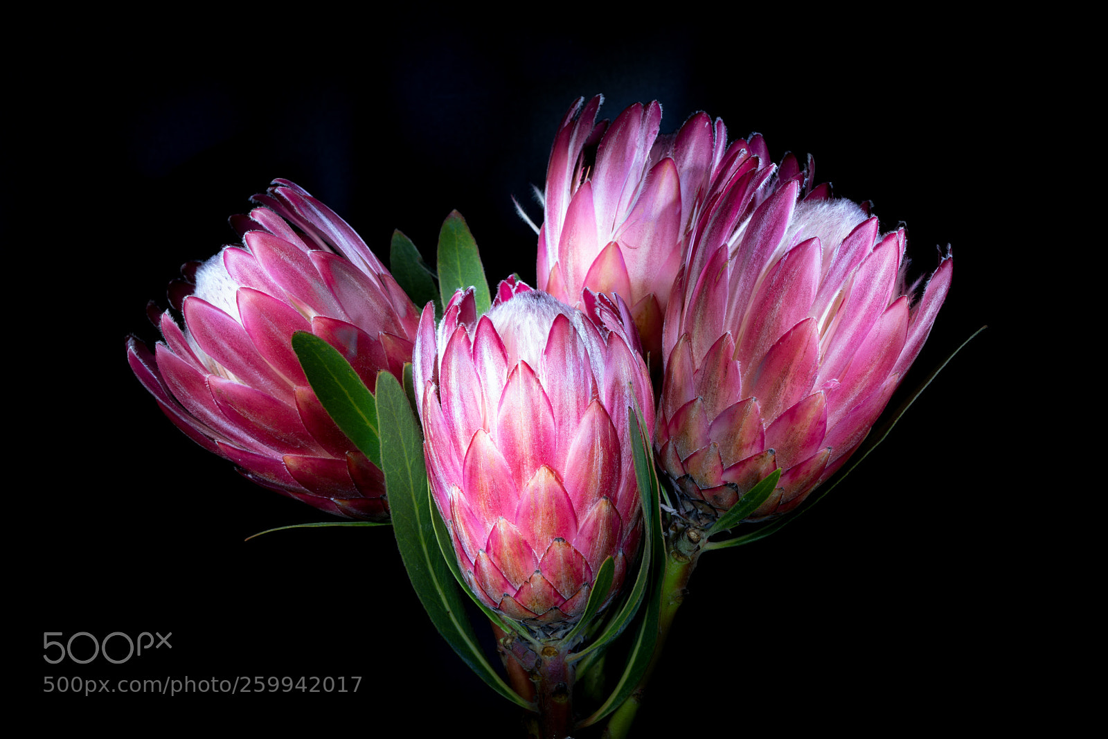 Sony a7R III sample photo. Protea photography