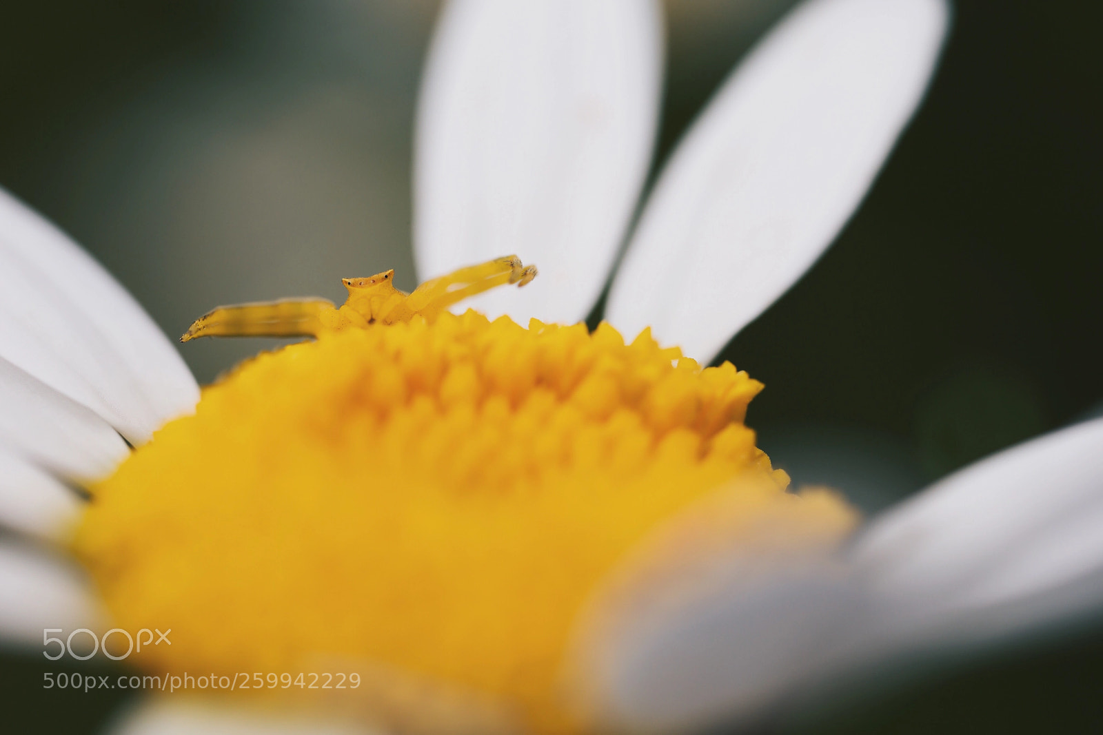Canon EOS 5D Mark IV sample photo. Untitled photography