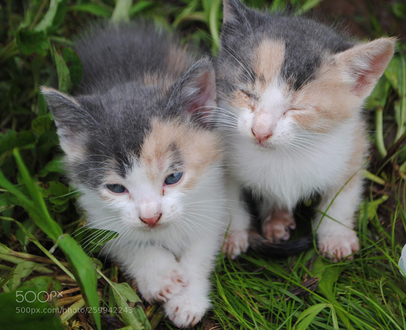 Nikon D3000 sample photo. Wild farm kittens photography