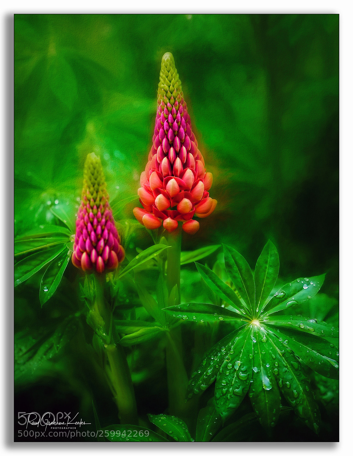 Canon EOS D60 sample photo. The wonder of flowers .... photography